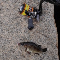 メバルと戯れる